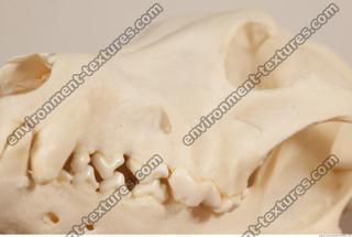 photo reference of skull 0021